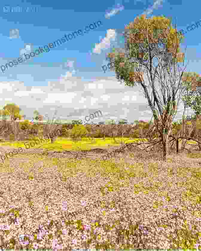 A Bird Feeding On Wildflowers In Western Australia WILDFLOWERS Of WESTERN AUSTRALIA DRMW