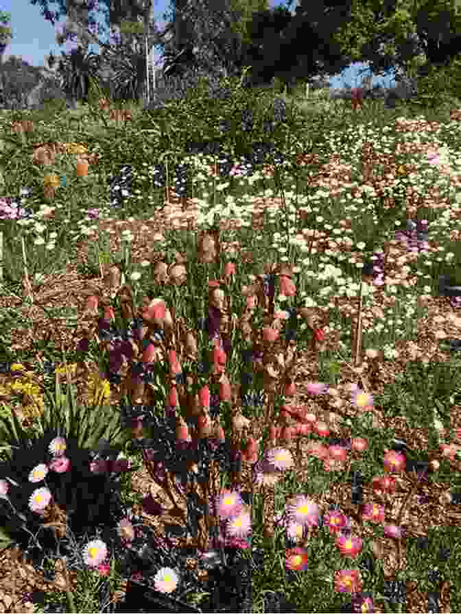 A Close Up Of A Western Australian Wildflower WILDFLOWERS Of WESTERN AUSTRALIA DRMW