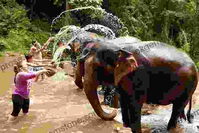 A Group Of People Feeding Elephants At An Elephant Sanctuary In Chiang Mai, Thailand. Travelers Tales Thailand: True Stories (Travelers Tales Guides)