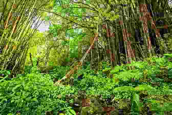 A Lush Green Rainforest With Tall Trees And A River Flowing Through It. A Kid S Guide To South America