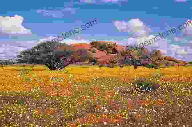 A Vibrant Carpet Of Wildflowers In Western Australia WILDFLOWERS Of WESTERN AUSTRALIA DRMW