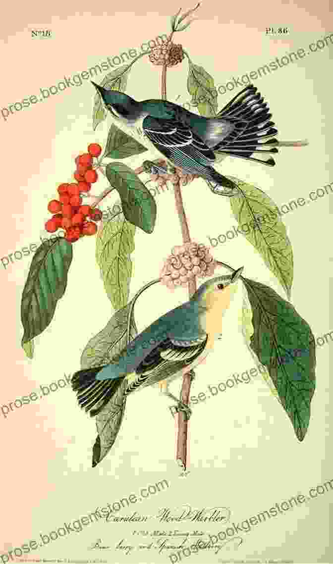 Botanical Bird Illustration Depicting A Bird Among Flowers The Art Of Botanical Bird Illustration: An Artist S Guide To Drawing And Illustrating Realistic Flora Fauna And Botanical Scenes From Nature