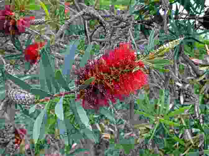 Bottlebrush (Callistemon Speciosus) VERTICORDIAS And Other MYRTACEAE Of WESTERN AUSTRALIA