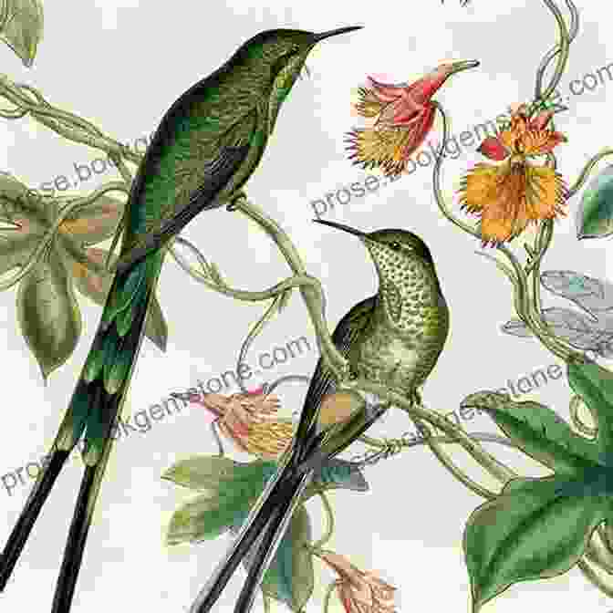 Detailed Botanical Bird Illustration Of A Hummingbird The Art Of Botanical Bird Illustration: An Artist S Guide To Drawing And Illustrating Realistic Flora Fauna And Botanical Scenes From Nature