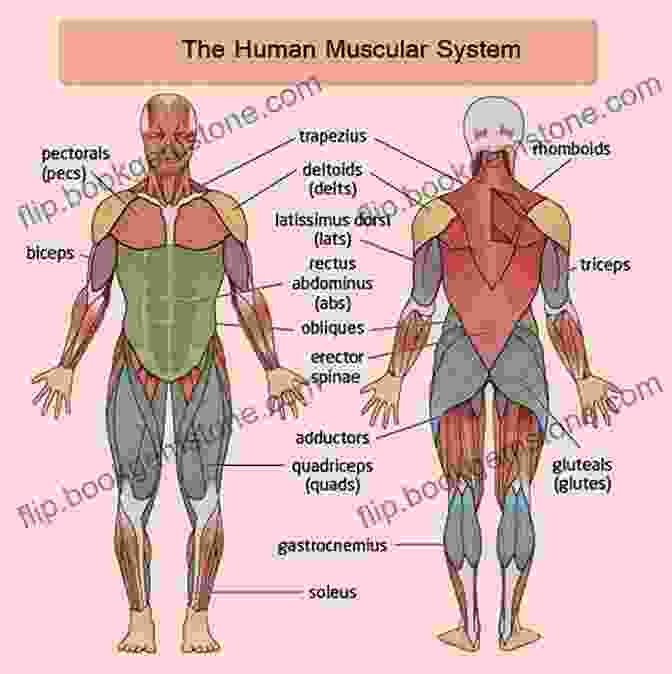 Diagram Of The Human Muscular System Anatomy For Artists Made Easy (Made Easy (Art))