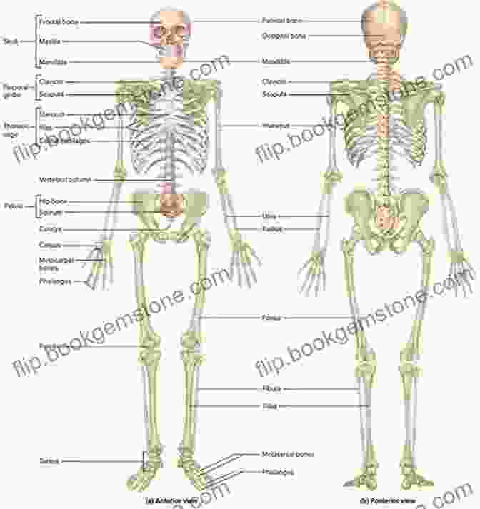 Diagram Of The Human Skeletal System Anatomy For Artists Made Easy (Made Easy (Art))