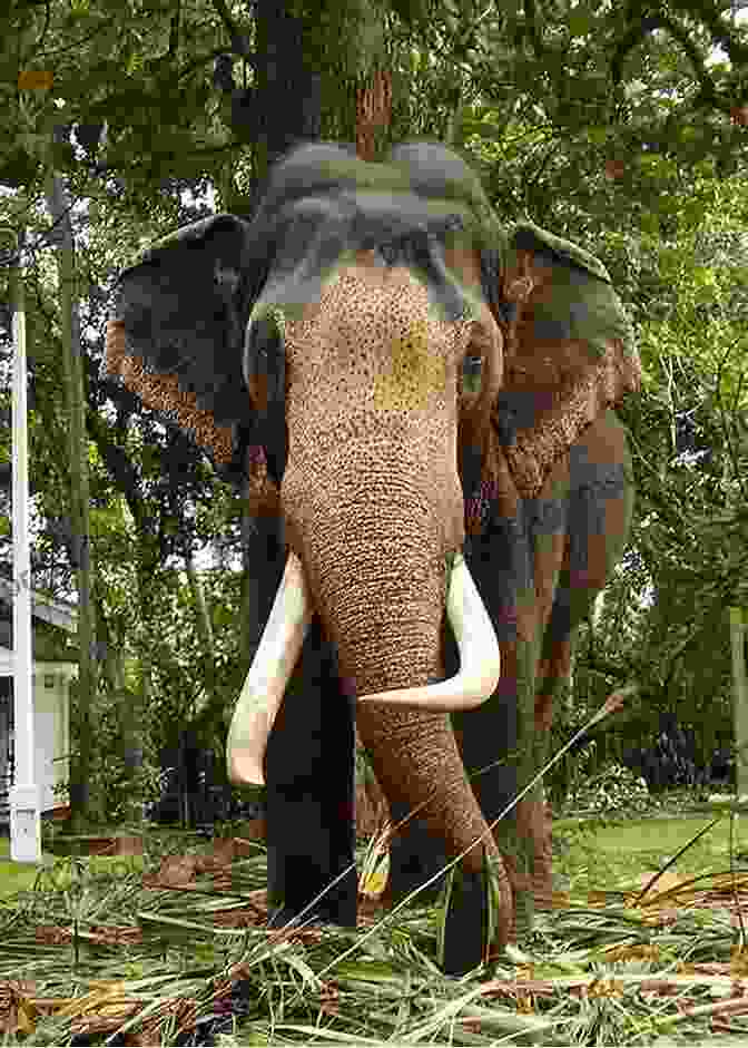 Elephant In Sri Lanka Lonely Planet Sri Lanka (Travel Guide)