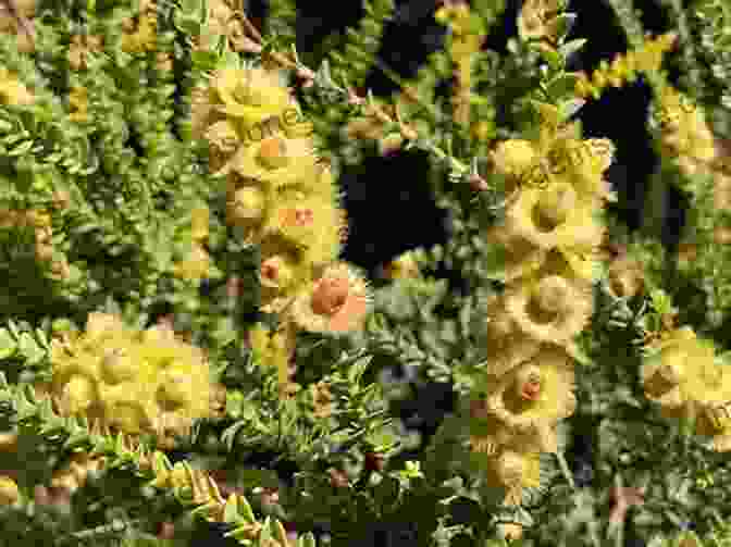Featherflower (Verticordia Comosa) VERTICORDIAS And Other MYRTACEAE Of WESTERN AUSTRALIA