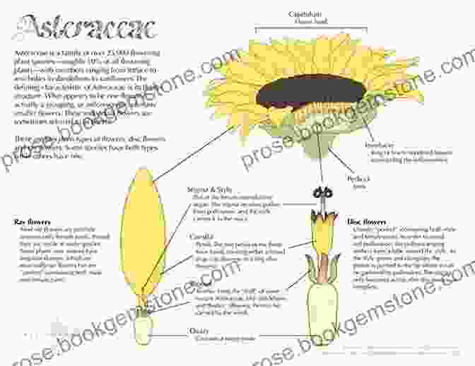 Structure Of An Asteraceae Flower DAISIES And The Asteraceae Of Western Australia