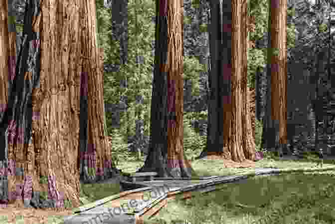 The Ancient Giant Sequoias Of Kings Canyon And Sequoia National Parks, With Their Massive Trunks And Towering Heights, Captivated John Muir's Imagination And Fueled His Advocacy For Their Protection. The Mountains Of California John Muir
