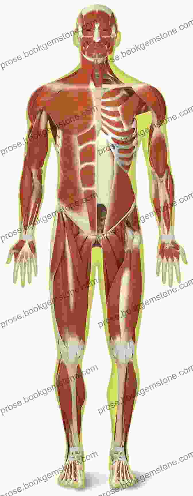 The Muscular System Of The Human Body Anatomy And Construction Of The Human Figure (Dover Art Instruction)