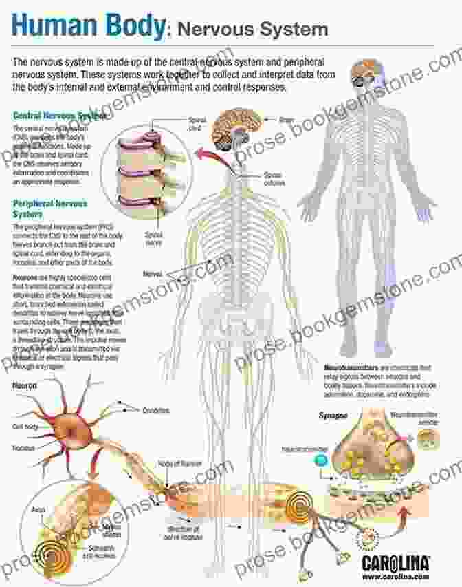 The Nervous System Of The Human Body Anatomy And Construction Of The Human Figure (Dover Art Instruction)