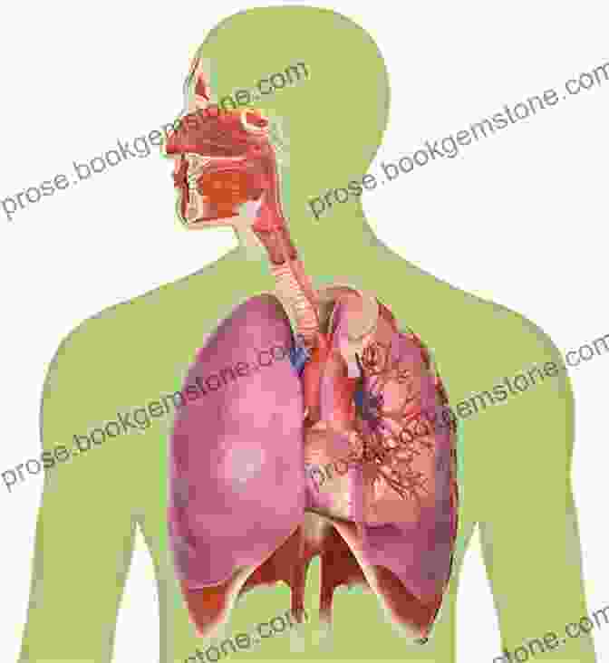 The Respiratory System Of The Human Body Anatomy And Construction Of The Human Figure (Dover Art Instruction)