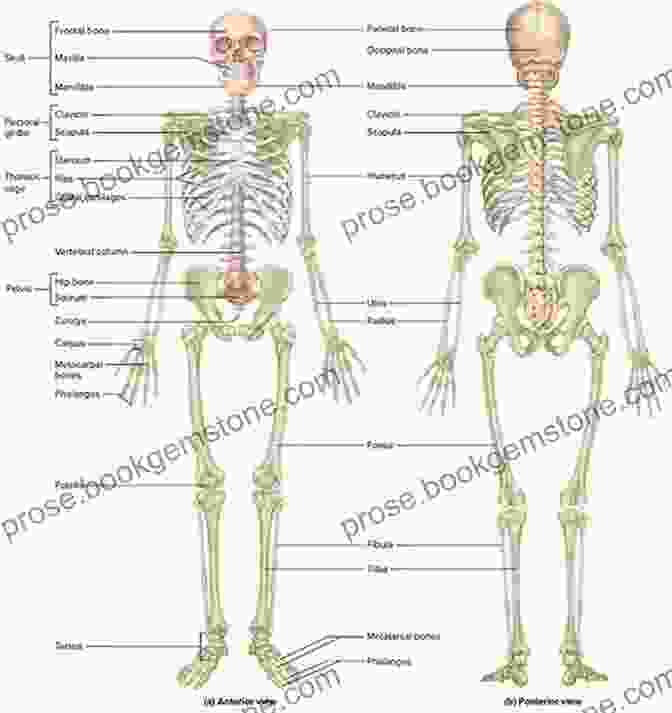 The Skeletal System Of The Human Body Anatomy And Construction Of The Human Figure (Dover Art Instruction)