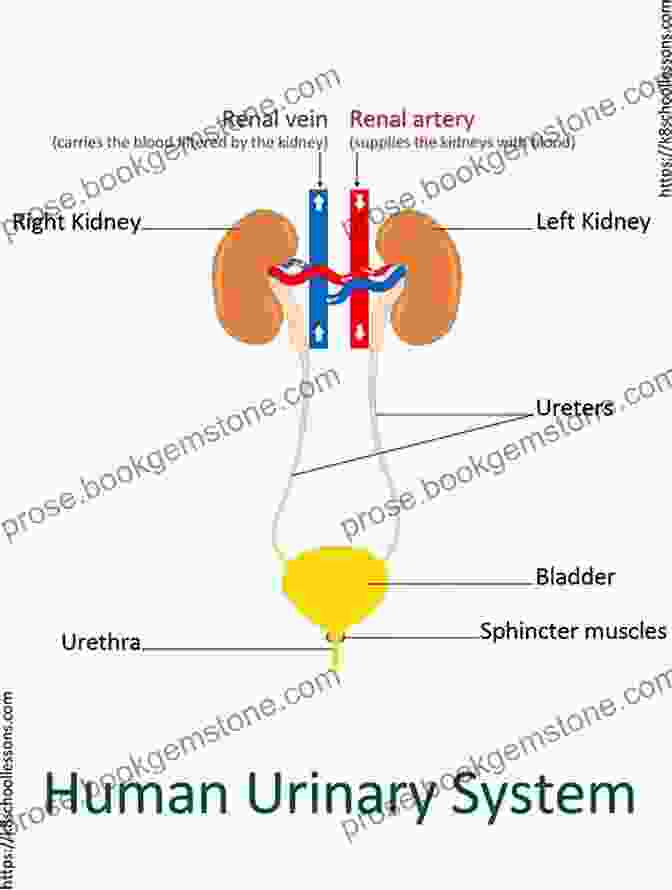 The Urinary System Of The Human Body Anatomy And Construction Of The Human Figure (Dover Art Instruction)