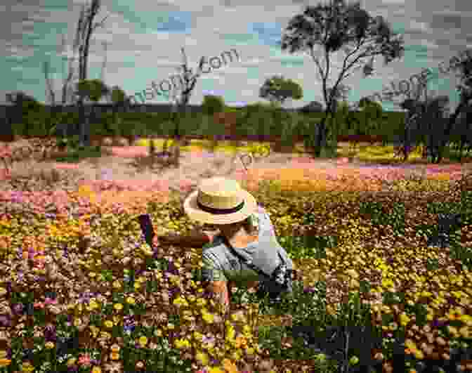 Tourists Admiring Wildflowers In Western Australia WILDFLOWERS Of WESTERN AUSTRALIA DRMW